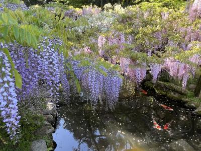 いざいざ、新緑と藤の奈良・春日大社