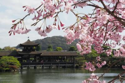 いい古都チケットで京都の桜巡り～インクライン・醍醐寺・平安神宮編～