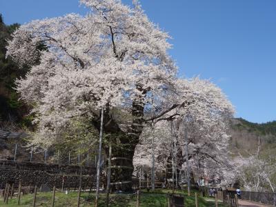 永年の夢，荘川桜を見る。すばらしい桜。感動しました。