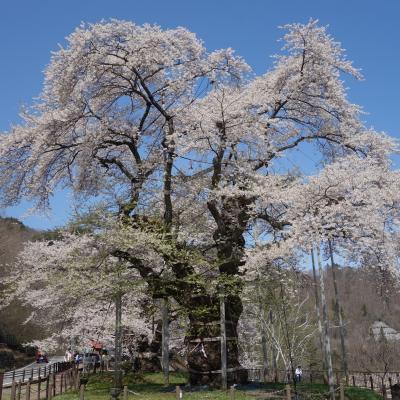 荘川桜は続くよ。
