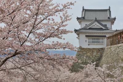 津山桜前線・望郷記