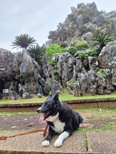 愛犬と一緒に沖縄旅行