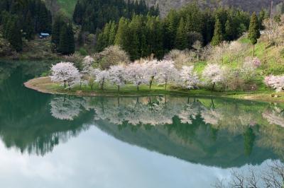 福島の桜めぐり-2023