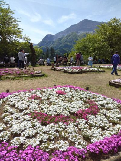 羊山公園　芝桜の丘に行ってきました