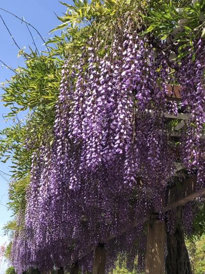 名城公園　藤の回廊　2023年4月