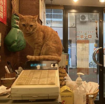 猫巡礼の旅-12　　森下の楽楽とファミリースナックロッキー