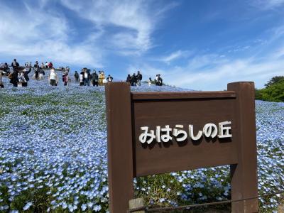 ネモフィラに会いたくて♪混雑覚悟でHITACHI SEASIDE PARKバスツアー