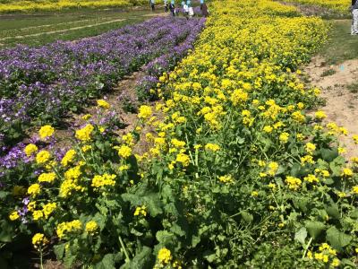 春の淡路島 ローカルバスで島めぐり(３泊４日)その２　あわじ花さじき～反時計回りのバスに乗ってみた