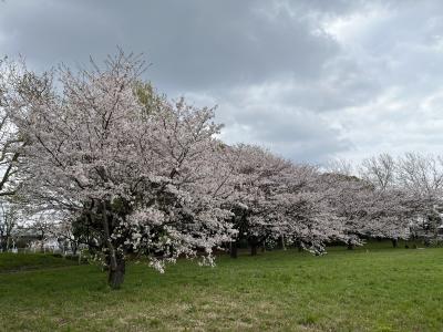 2023年4月　羽田近辺の桜花見