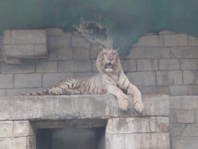 小江戸と動物園　8月の埼玉　1泊2日旅行（1日目:東武動物公園編）