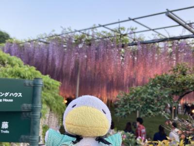 桜の後の春の花　時期が例年より早かった2023