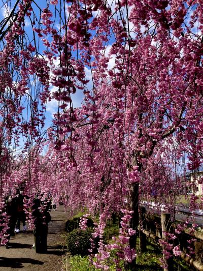 福島・みちのく桜絶景ツアー