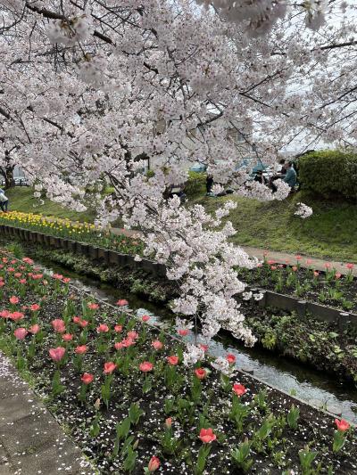 江川せせらぎ緑道に写真を撮りに行きました。