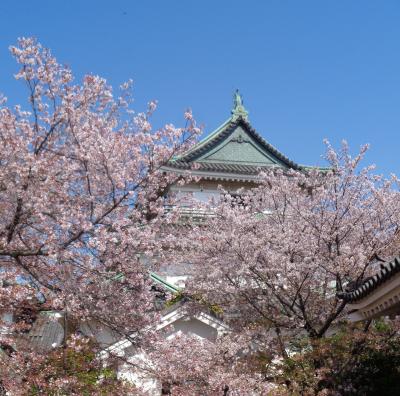 和歌山市のオモウマい店ひまわりと　桜満開の和歌山城