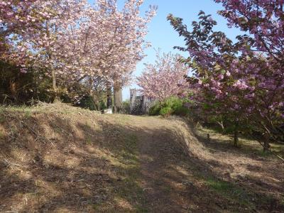 氷見の阿尾城に登城する。兵の跡もなく，神社があるのみ。がっかり。