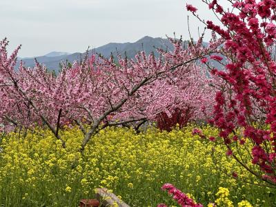 温暖化で開花時期が早まる甲府盆地のお花見2023