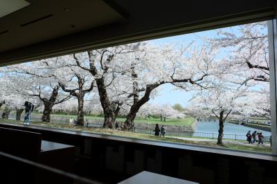 美しすぎる函館六花亭からの満開の桜・開花の早すぎる桜に間に合うの？2023.4秋田・青森・函館ひとり旅5泊6日⑨５日目