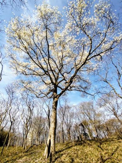 「宝篋山」にコブシの花を訪ねた！