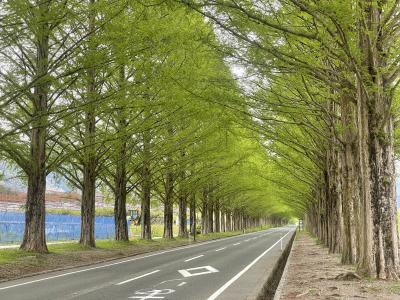 2023年 琵琶湖大橋と湖西地区（メタセコイヤ並木道、高島）