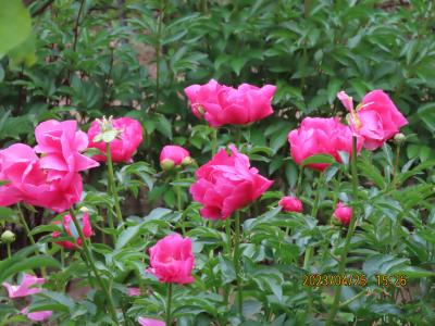 農家のガーデンで見られた芍薬の花