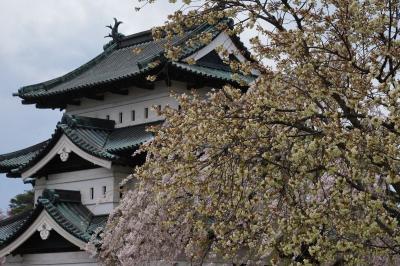 桜を求めて北国へ【１】～桜散る弘前城址～