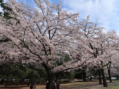 バスツアーで四万温泉へ＜4＞　敷島公園で桜のお花見