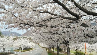 2023年4月3日から桜の名所たくさんの長野県で桜、桜、桜の旅(3,4日目)