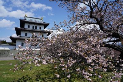 桜を求めて北国へ【２】～桜咲く松前城址～