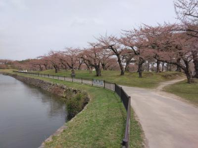 函館花見旅二泊三日　海と灯&#10145;️しおさい亭