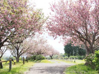 八重桜の秋元牧場