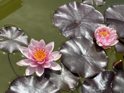 滋賀草津ときめき旅行！…水性植物公園も…前半ひとり旅編！