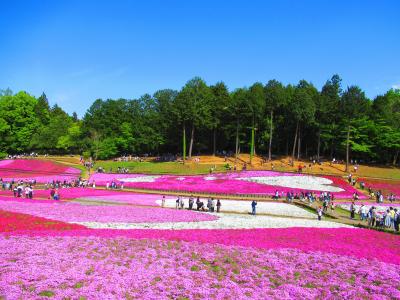 埼玉満喫日帰りバスツアー　色とりどりの芝桜咲く羊山公園散策　三峯神社参拝　ふかや花園プレミアム・アウトレット