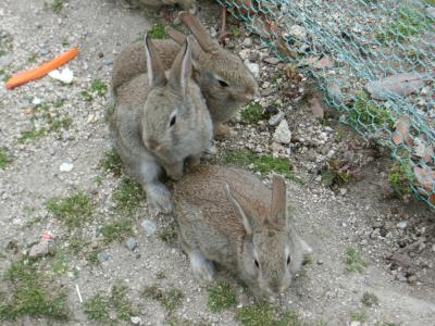 グルメとウサギまみれの初広島～光と闇の大久野島旅行記【2】