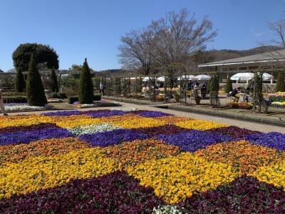 【日帰り家族旅行】3月中旬栃木県あしかがフラワーパークへ&#11088;︎