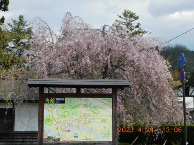 2023年　令和5年4月　春の東北、みちのく一人旅　第3弾・秋田県角館（かくのだて）で花見！？