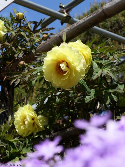 「退魔寺」のボタン_2023_花は残っていましたが、見頃末期でした（群馬県・伊勢崎市）