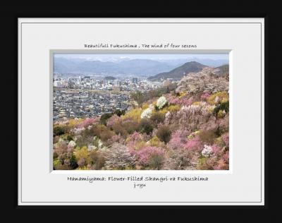 ◆春らんまん～福島の桃源郷・花見山&#127800;花の谷＆活け花の里編