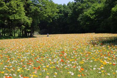 ポピー・ネモフィラ・ルピナス　春の花満載!「国営武蔵丘陵森林公園」