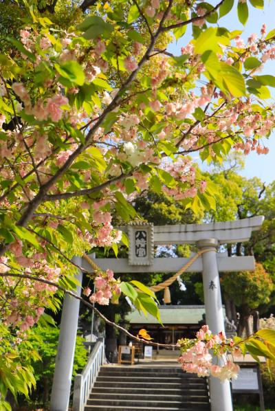 2023sakuraシリーズ５♪　岡崎上地神社のうこん桜、岡崎城のフジ＆つどいの丘のツツジ♪