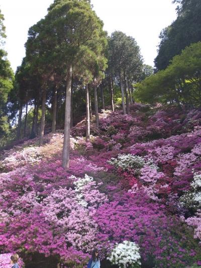 満開のつつじに会いに「大興善寺」へ　帰りには「岡湊神社」のなんじゃもんじゃも見たよ