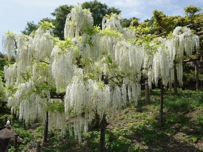 季節の花に逢いに行こう！菖蒲園でフジ、軍港でバラ、焼き鳥・釜めし＆ぶらりドブ板in横須賀＋ポピー