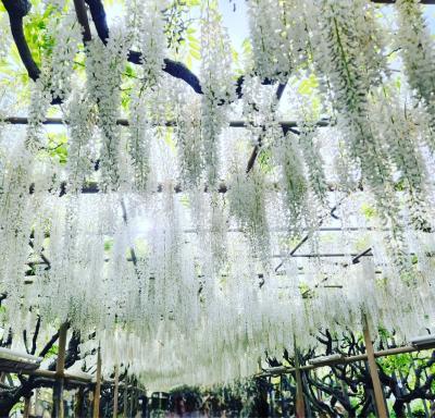 足利学校&鑁阿寺&足利フラワーパーク満喫の旅④