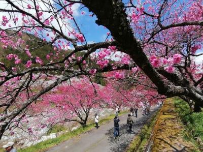 ’２３　長野花桃さんぽ１２　見頃の花桃の里散策①