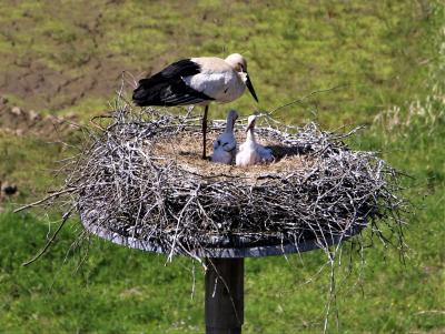 兵庫県立コウノトリの郷公園巣塔観察ガイドウォークに参加してコウノトリの雛初撮影