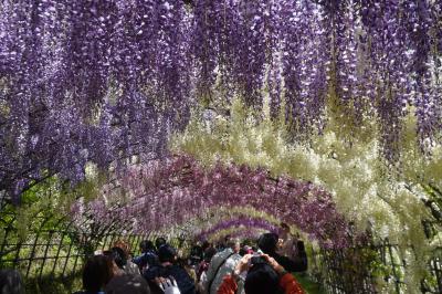 福岡・長崎はしご旅（三日目）～念願の河内藤園は日帰りバスツアーで。最高の条件で遭遇した満開の藤のシャワーは想像以上。豪華で優雅で幻想的です～