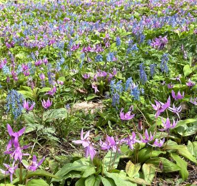 花の札幌　早春の豊平公園