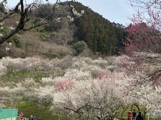 梅園散策と高尾山