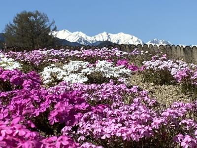 蓼科、車山高原、安曇野、光城山の桜　旅行記(ホテルアンビエント蓼科、ホテルニューステーション)