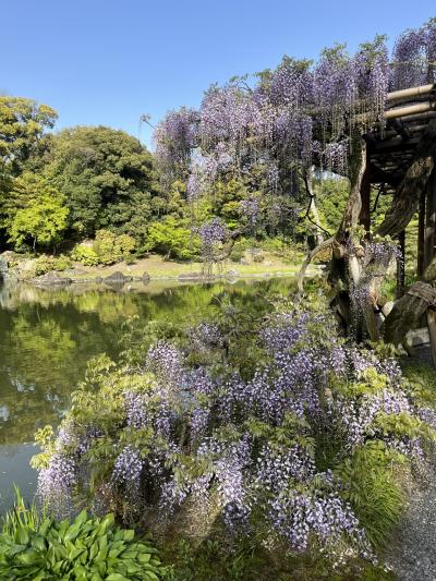 花盛りの仙洞御所