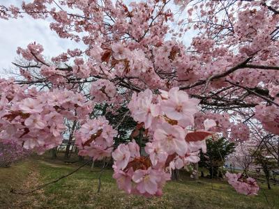 やっと網走にも桜の季節が～満開に咲いています(^^♪